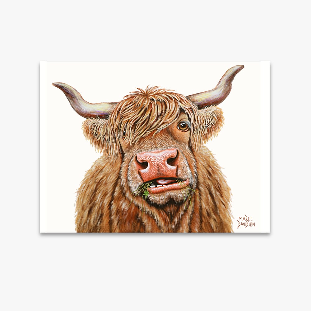 Dougal the Highland Cow - Canvas Print