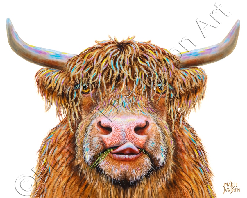 Hamish the Highland Cow - Print